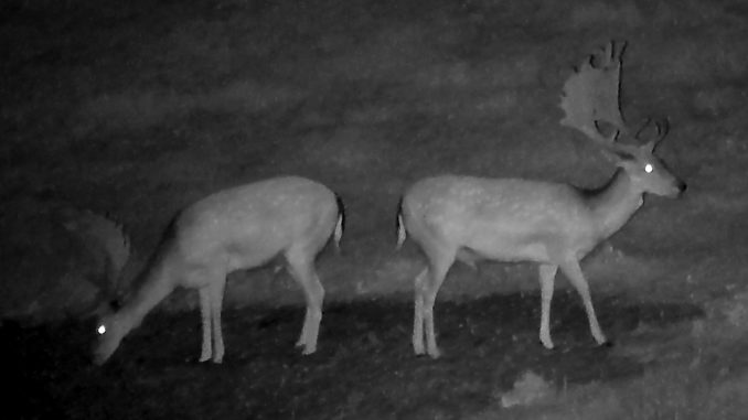 nocne pozorovanie zvierat