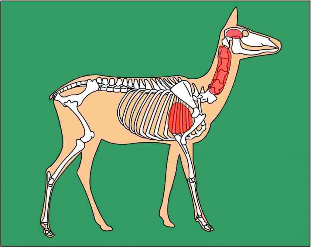 Орган оленя. Скелет косули. Анатомия косули. Скелет оленя.