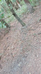 oterový strom 5m od cesty-bahniska aj s bahnitou stopou - cestou.jpg