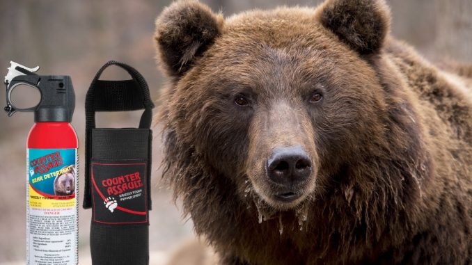 bear-1903099_1280